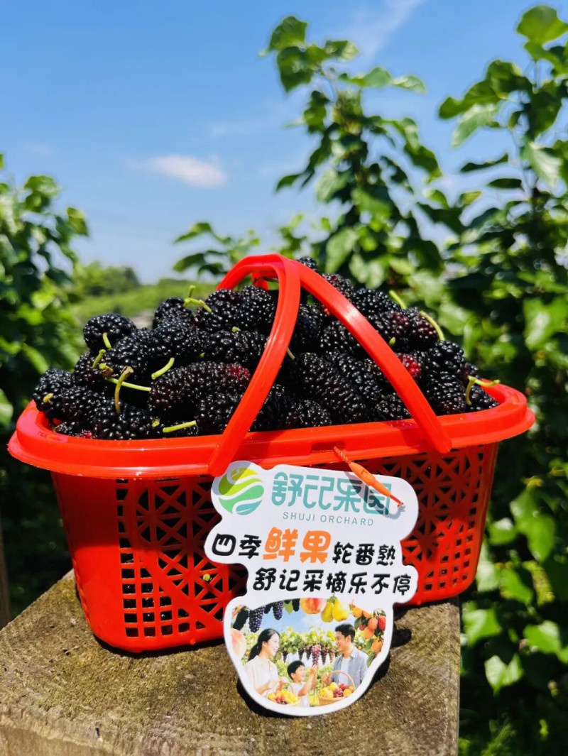 舒记果园生态桑葚园，眼下已迎来一年中最佳采摘期。均为受访者供图