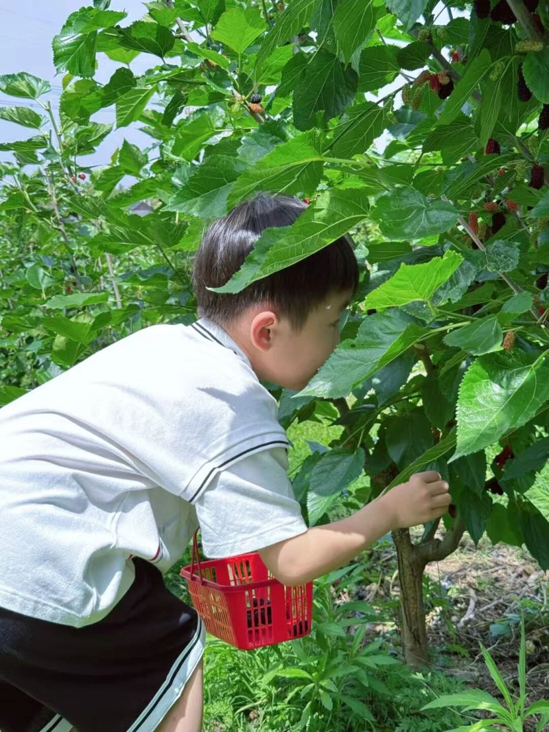 小朋友在进行采摘。