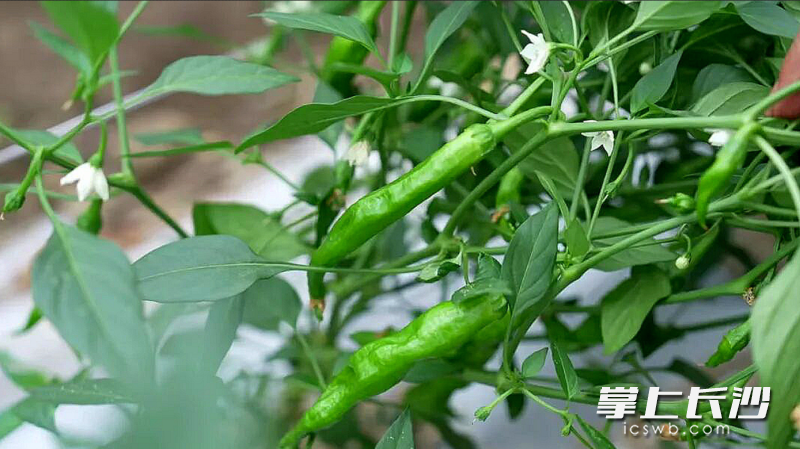 开花结果。