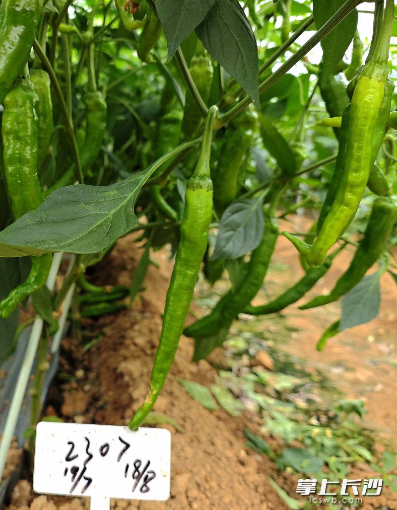 自主研发的长研青香辣椒。