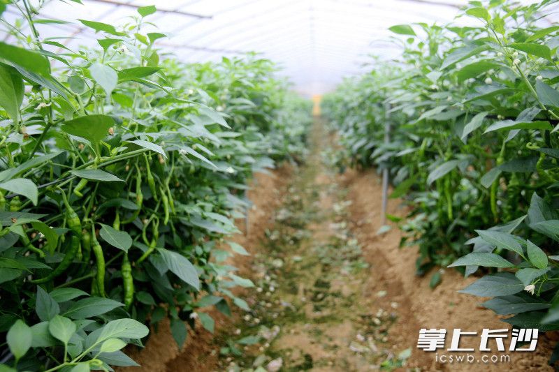 连片大棚绿意盎然。