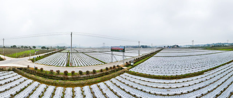 宁乡市大成桥镇的香芋田。