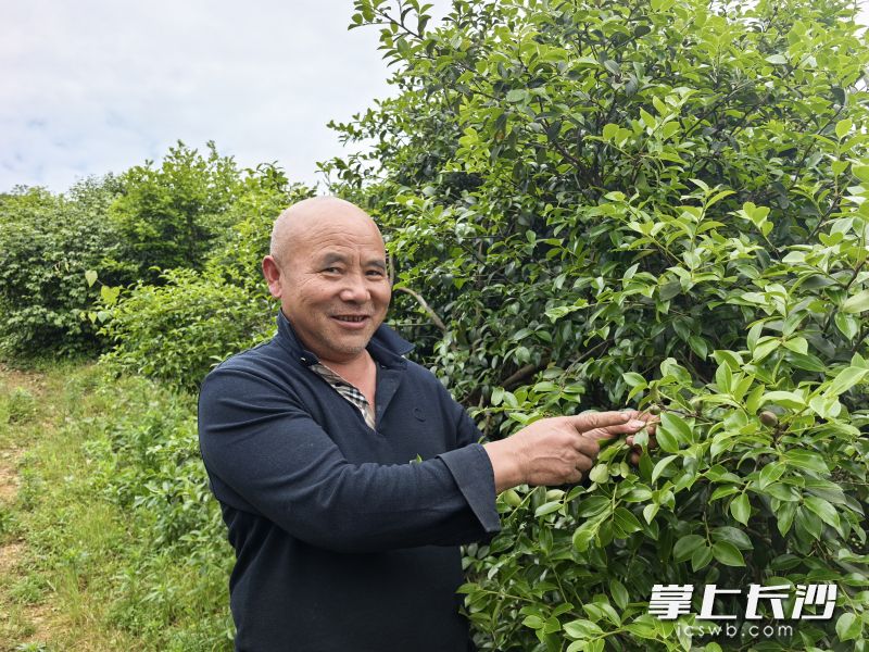 60岁护林员宋孟文精心看护管理油茶林，今年气候适宜，油茶长势喜人。