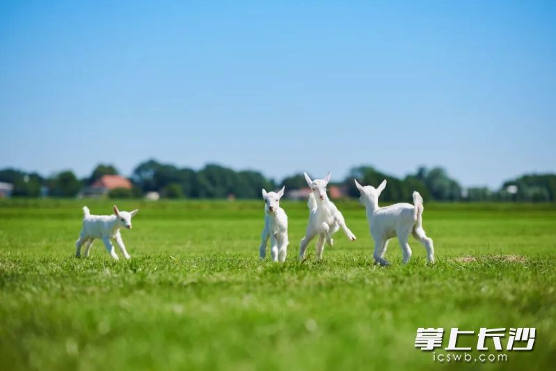 佳贝艾特荷兰牧场。受访者供图