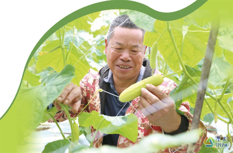 菜农黄孝明今年种植的水果黄瓜大丰收，备受市场欢迎。