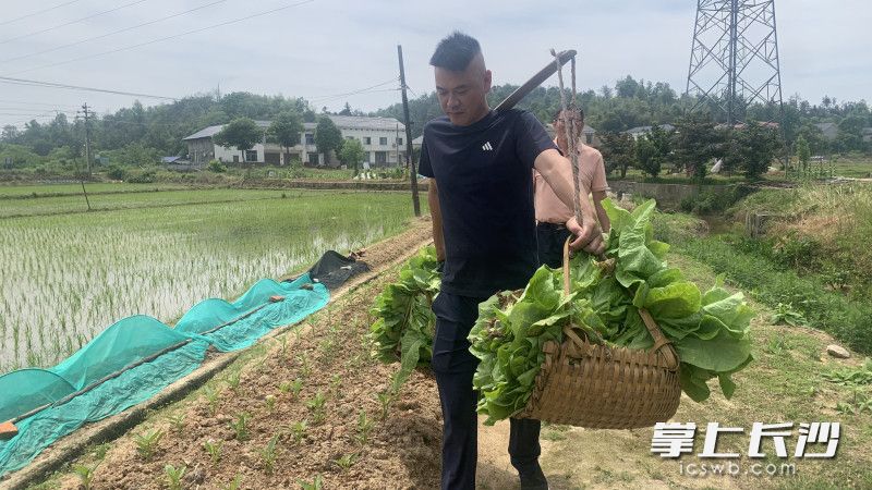 “收菜专干”金果和王平上户收集农户菜品。