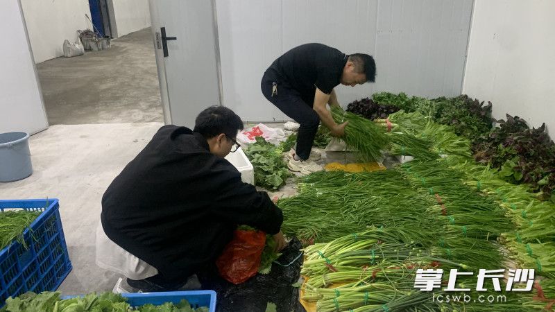 当地干部凌晨便在中转冷库收拢菜品。