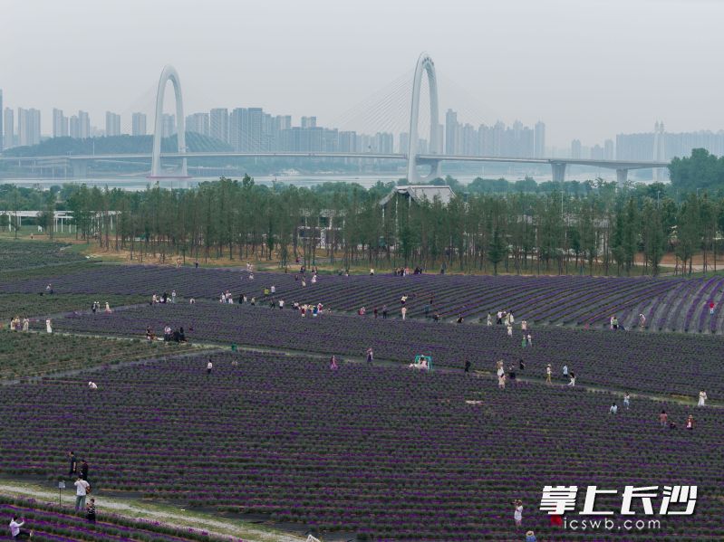 5月20日，位于望城区月亮岛南端的紫兮庄园将全新开园。均为长沙晚报全媒体记者 周数邑 摄