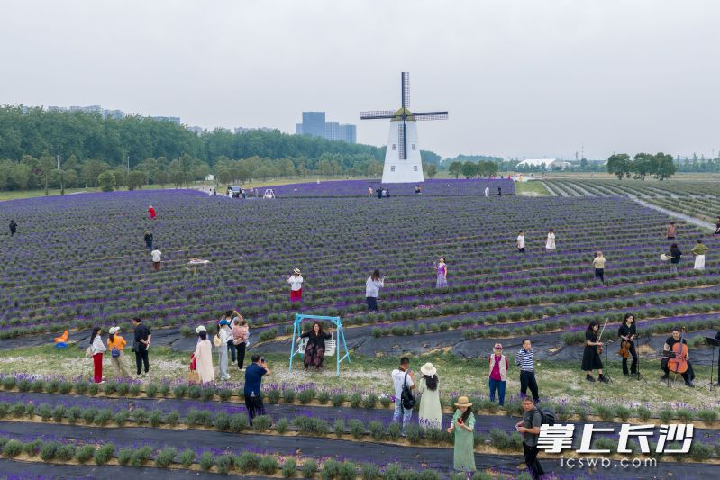 薰衣草花海吸引市民游客前来打卡。