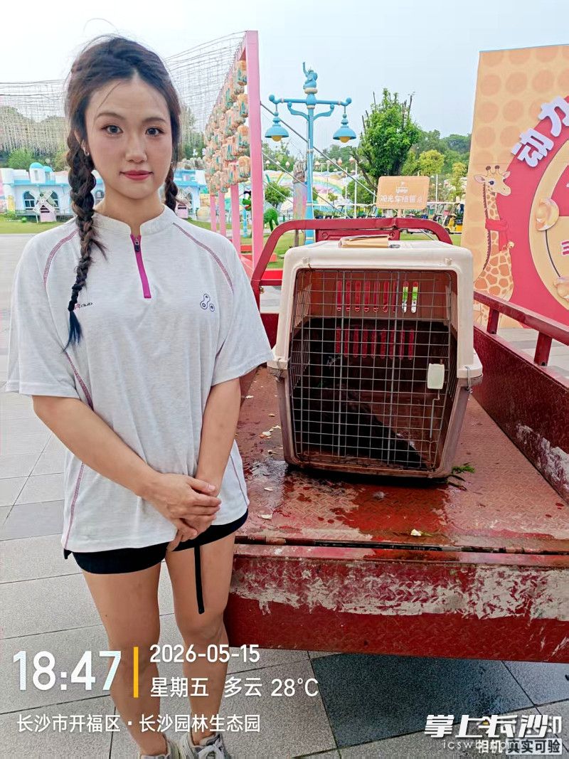 落单孔雀被长沙动趣王国接收。