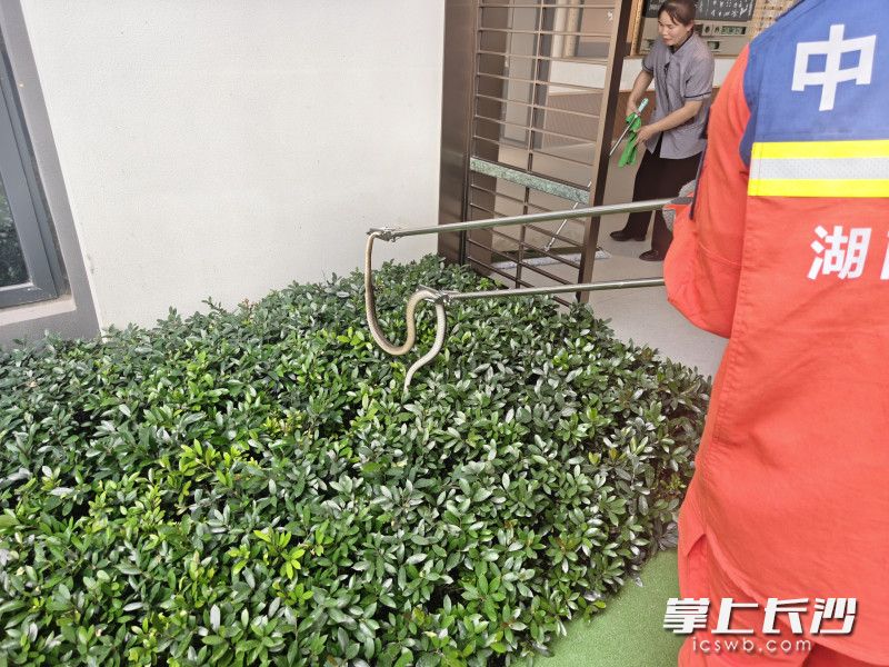 消防员捕捉乌梢蛇。