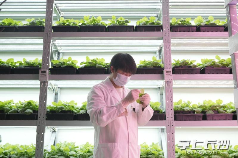 实验人员在查看叶片。均由全媒体记者 尹昊天 摄