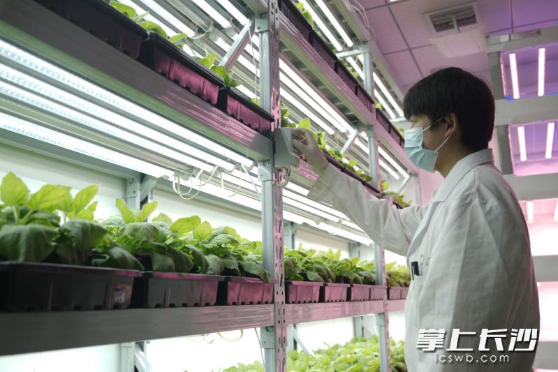 实验人员正在调整温室的温度。