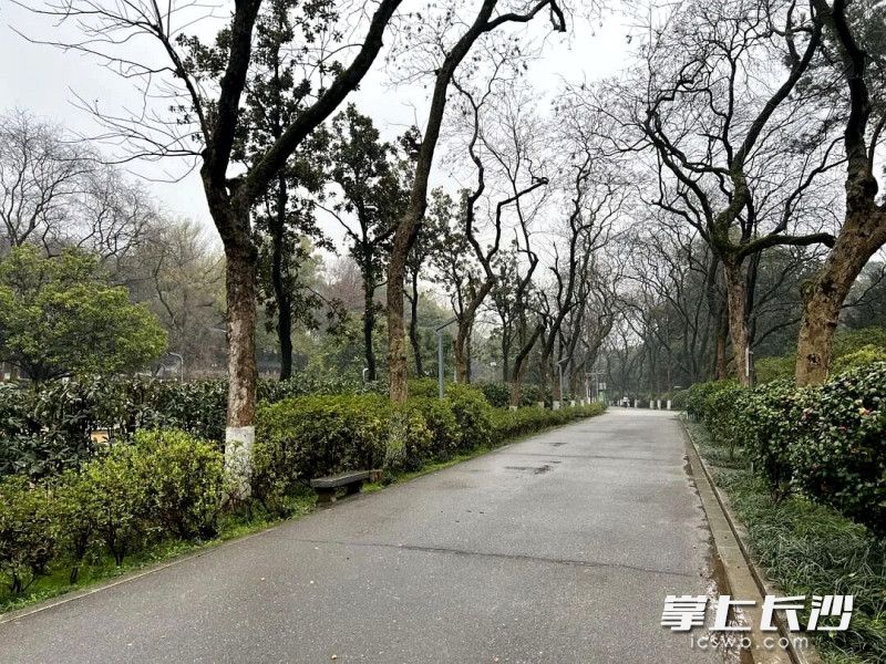 初心路改造前。 均为公园供图