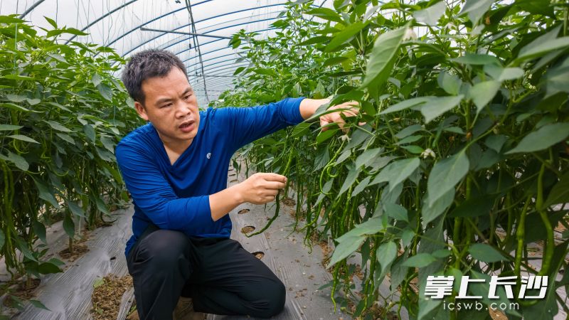 绿地生态农庄辣椒种植基地示范种植了邹学校院士团队数十个品种辣椒。图片均为长沙晚报全媒体记者 陈飞 摄