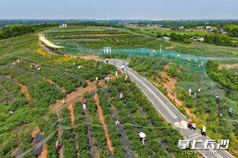 6月1日,“相约茶亭 果然有味”2026年望城区第四届茶亭果蔬采摘消费季开幕式在茶亭镇狮子岭村举行,游客们正在蓝莓基地采摘蓝莓。图片均为长沙晚报全媒体记者 邹麟 摄 6月1日,“相约茶亭 果然有味”2026年望城区第四届茶亭果蔬采摘消费季开幕式在茶亭镇狮子岭村举行,游客们正在蓝莓基地采摘蓝莓。图片均为长沙晚报全媒体记者 邹麟 摄