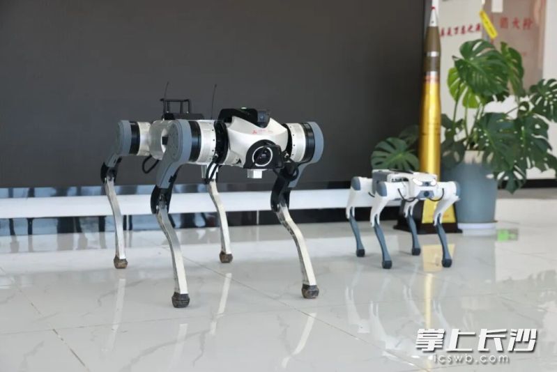 湖南艾博特机器人技术有限公司成功研发50公斤级大型负重四足机器狗。 长沙晚报通讯员 李梓嘉 供图
