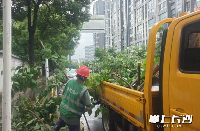 园林部门第一时间组织工人赶赴现场,迅速开展倒伏树木清理、残枝断木清运工作。 园林部门第一时间组织工人赶赴现场,迅速开展倒伏树木清理、残枝断木清运工作。