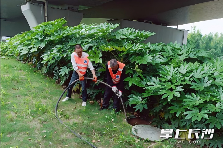 劳动路立交桥下疏通管道。