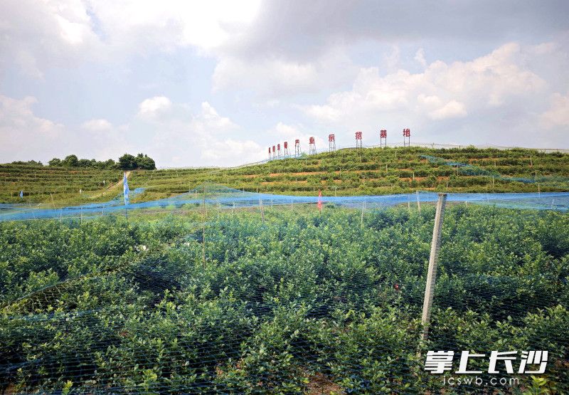 800亩蓝莓生态园果香飘溢。