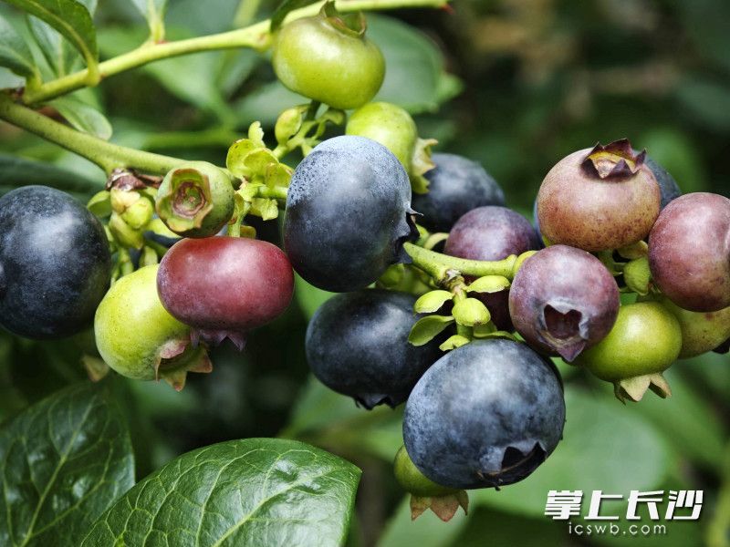 蓝莓挂满枝头，陆续进入成熟采摘期。