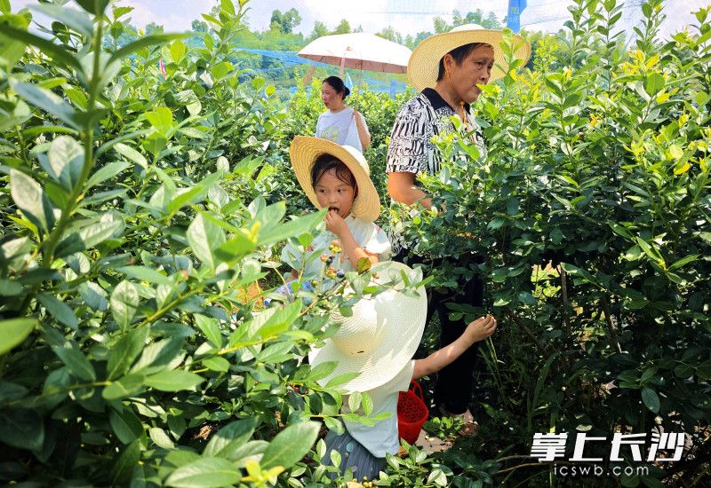 长沙来的采摘家庭体验采摘乐趣。