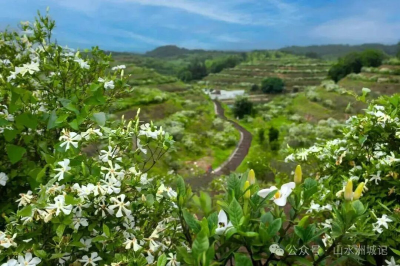 喻家坳栀园里漫山遍野的栀子花。黄亚芬 摄