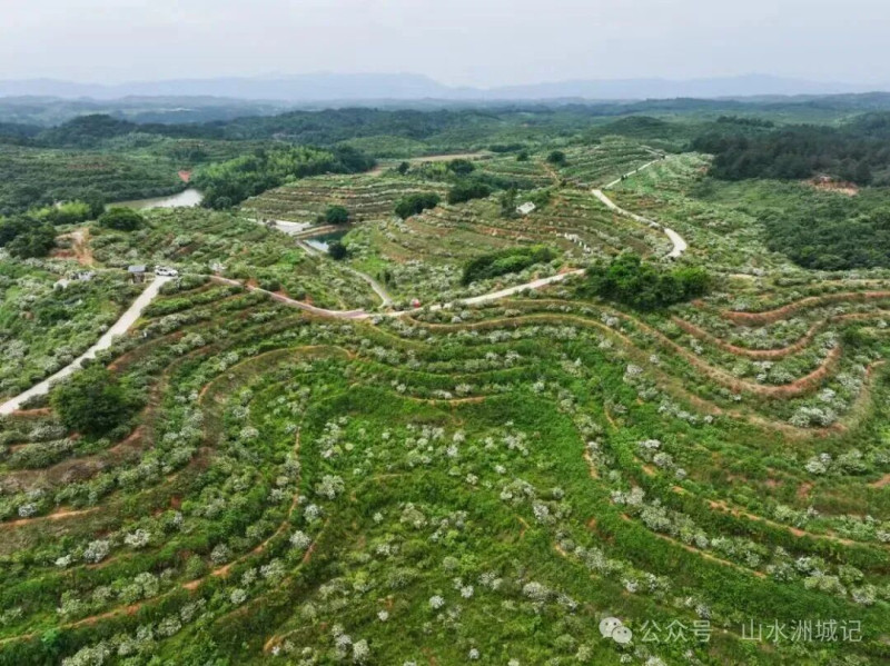 喻家坳栀园里漫山遍野的栀子花。黄亚芬 摄