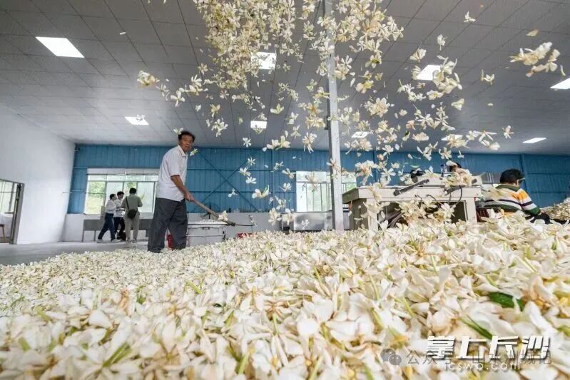宁乡喻家坳乡村民正在晾干新鲜栀子花。图源：长沙晚报网