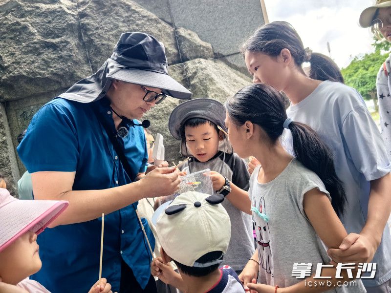 孩子们走进蚂蚁的微观世界。 均为长沙晚报通讯员李书颜供图