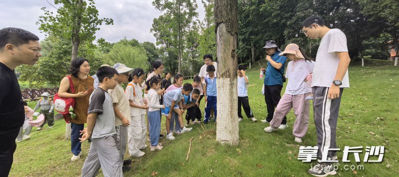 孩子们化身“自然侦探”，认真观察不同蚂蚁的特征。