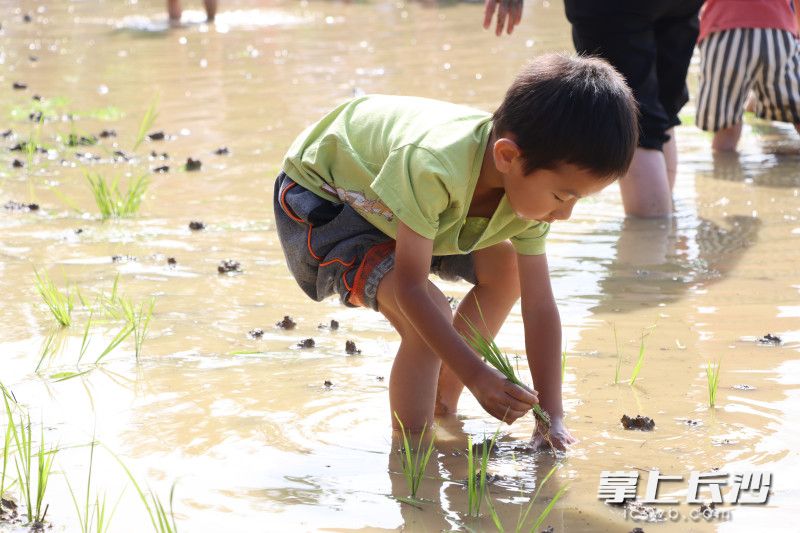 孩子们不惧阳光，难得的劳动体验让他们乐在其中。
