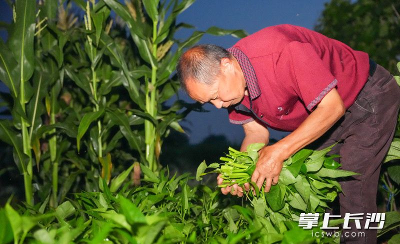清晨5时许，家住靖港镇众兴社区的曾建辉正在自家菜园里采摘新鲜的蔬菜准备去城里售卖。