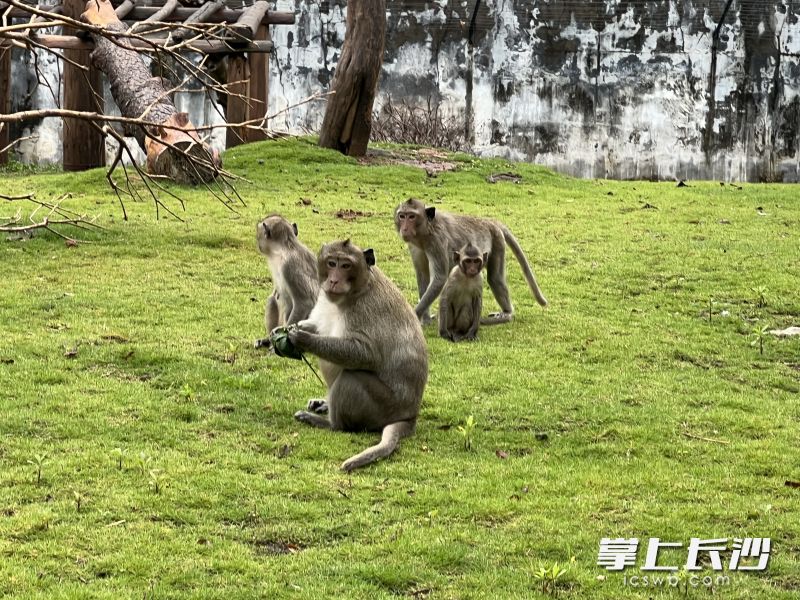 抢到粽子的猴子兴高采烈。