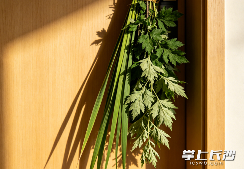 端午节人们喜欢在家门口挂艾草，可起到驱虫避秽、净化环境的作用。均为通讯员供图