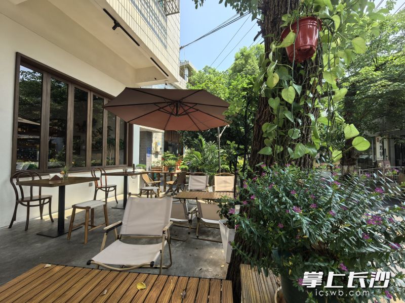 森系小店“林里”摆满鹿角蕨、霸王蕨，满眼绿植氛围感十足。长沙晚报全媒体记者 张禹 摄