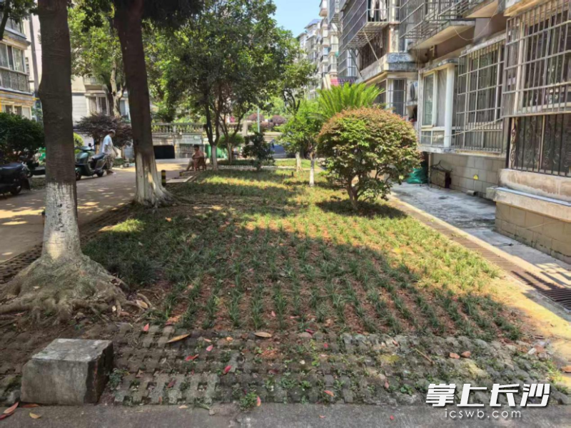花坛改造一新。 花坛改造一新。