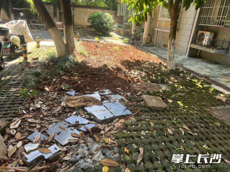 楼前花坛长期无人打理,杂草丛生、绿植枯败杂乱。 均为资料图片 楼前花坛长期无人打理,杂草丛生、绿植枯败杂乱。 均为资料图片