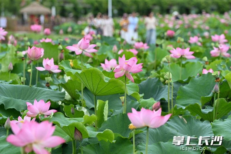 今日上午，同汇长龙生态欢乐园内，粉白相间的荷花随风摇曳，美不胜收。 均为长沙晚报全媒体记者 王志伟 摄