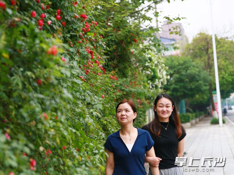新康中路盛开的蔷薇花墙，让市民不由放慢脚步闻香赏花。 长沙晚报全媒体记者 张禹 通讯员 孙新明 摄