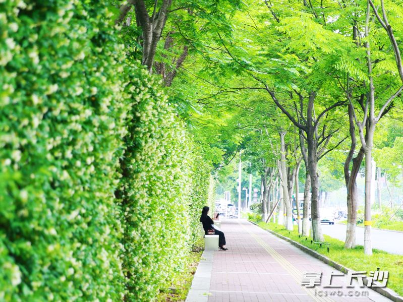 宁乡一中附近的风车茉莉长廊，把街巷化作诗意风景道。 长沙晚报全媒体记者 张禹 通讯员 孙新明 摄