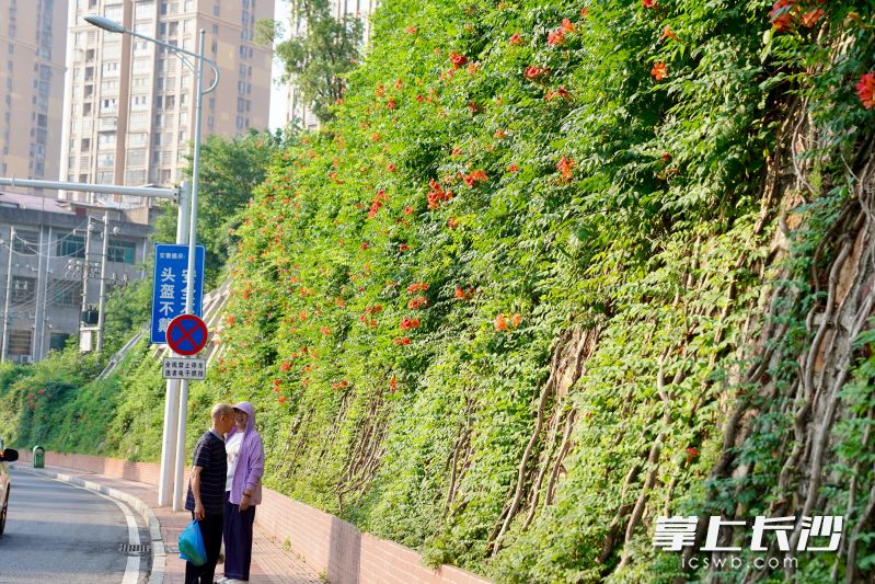 玉潭街道文体南路的凌霄花墙令人爽心悦目，蜂舞花香让市民们陶醉。 长沙晚报全媒体记者 张禹 通讯员 段华良 摄