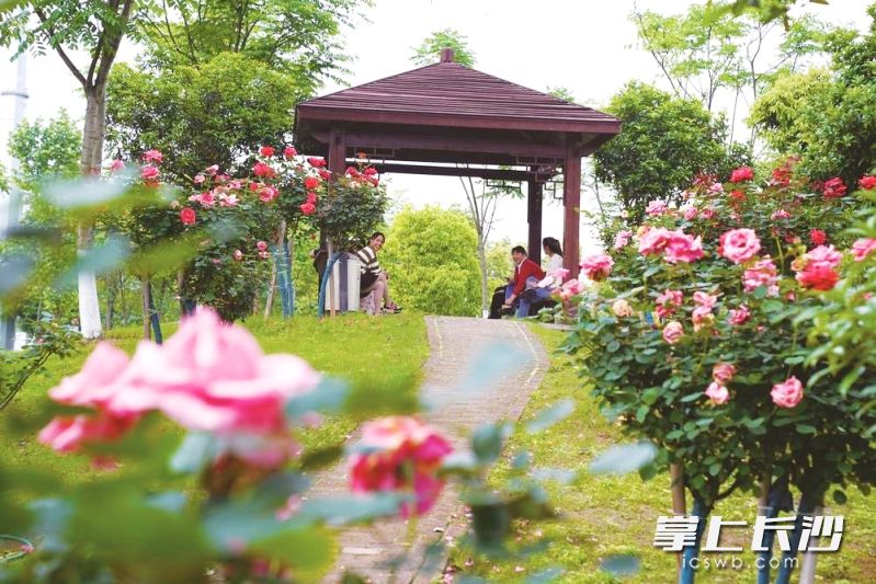 朝霞苑“口袋公园”繁花似锦，成为市民们休闲的好去处。 长沙晚报全媒体记者 张禹 通讯员 孙新明 摄