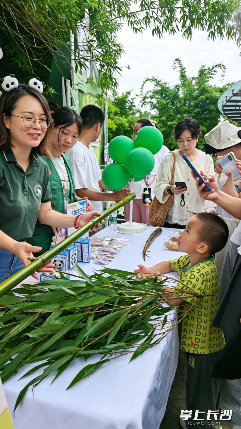 市民游客赶来为“大美”过生日。