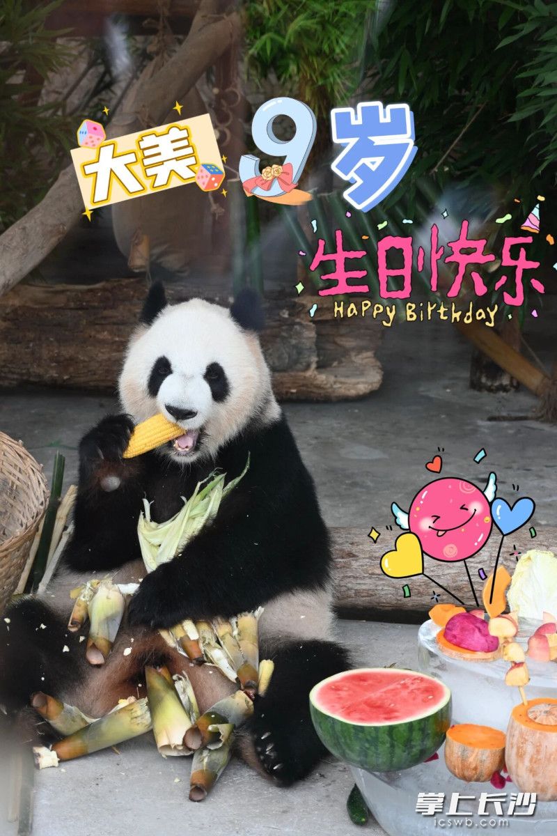 “大美”九岁啦。均为长沙晚报通讯员 谭思敏 摄