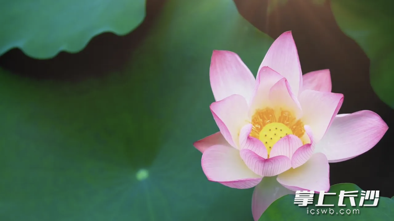 清风裹挟着淡淡荷香扑面而来。
