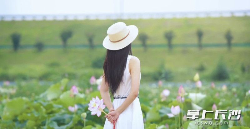 游客在荷塘打卡。