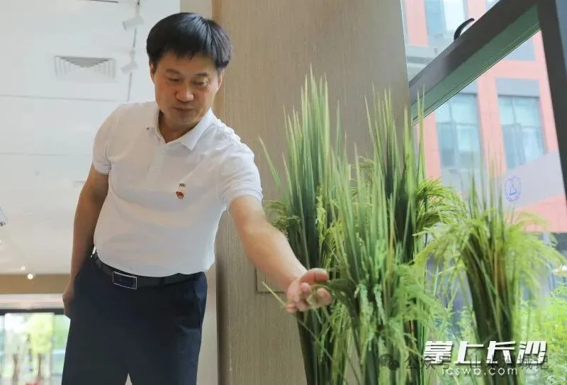 唐文帮介绍小粒型水稻不育系水稻种子。除署名外，均为陈卓 摄