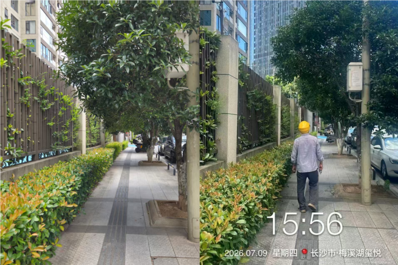 树木修剪前后对比图。 长沙晚报全媒体记者 杨芸 摄
