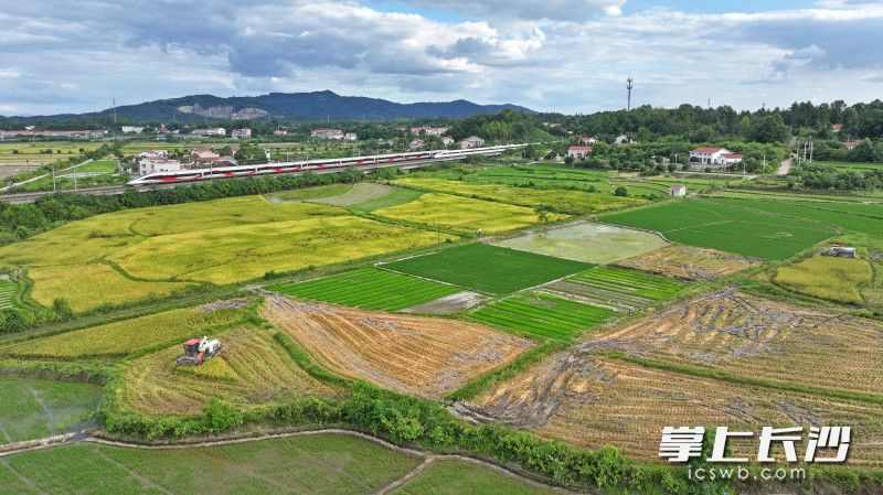 16日下午，长沙县北山镇牌楼村，现代化农机耕作场景与飞驰高铁同框相映。 均为长沙晚报全媒体记者 王志伟 实习生 周久杰 摄影报道